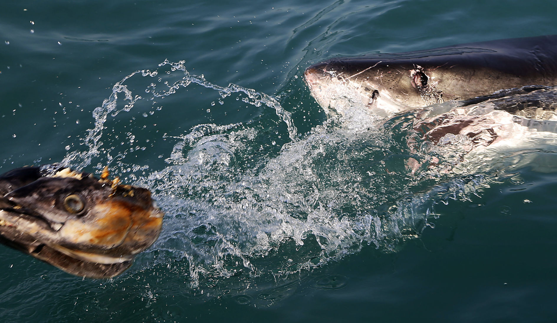 South Africa Great White Sharks